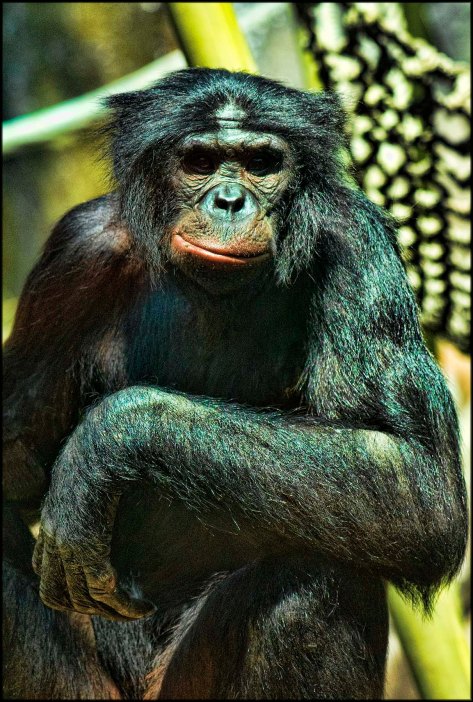 Bonobo2015